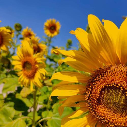 สมาชิกหมายเลข 6364602