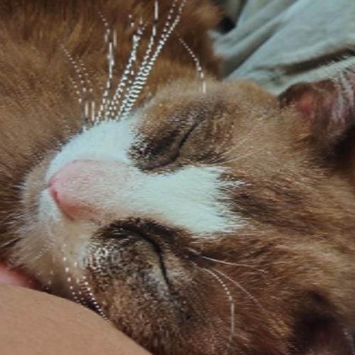 สมาชิกหมายเลข 5093475