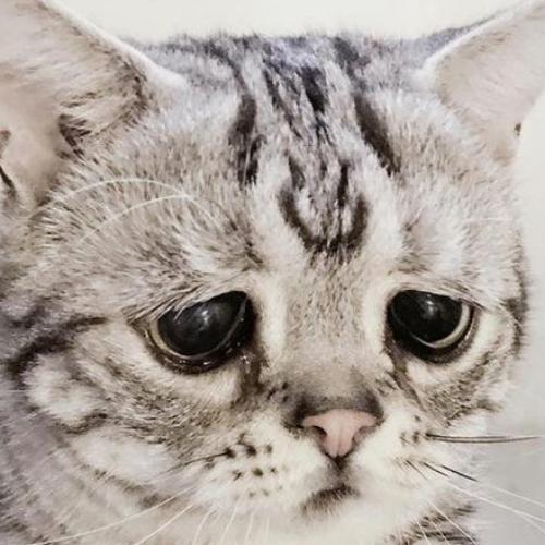 สมาชิกหมายเลข 7159143