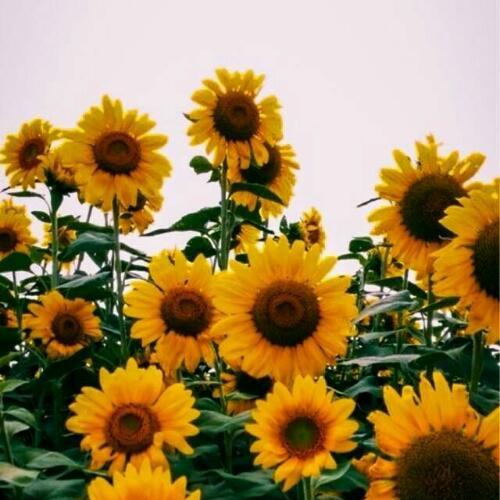 สมาชิกหมายเลข 4054165