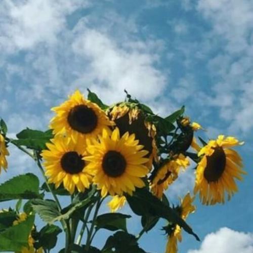 สมาชิกหมายเลข 5381901