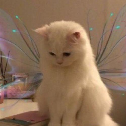 สมาชิกหมายเลข 6029174