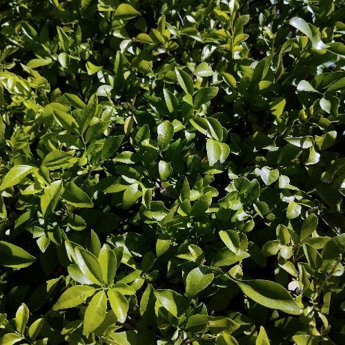 สมาชิกหมายเลข 8023894