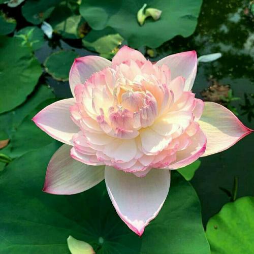 สมาชิกหมายเลข 9013790