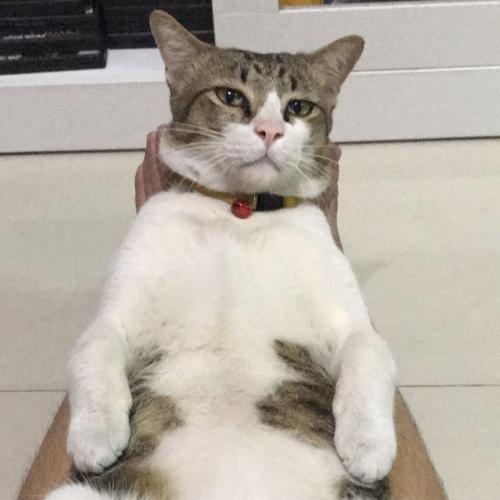 KatySwift