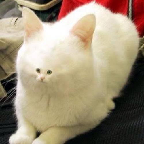 สมาชิกหมายเลข 2105652