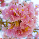 มังคุดสีชมพู