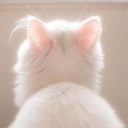 สมาชิกหมายเลข 7186951