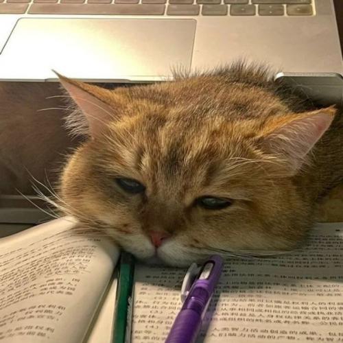 สมาชิกหมายเลข 7187048