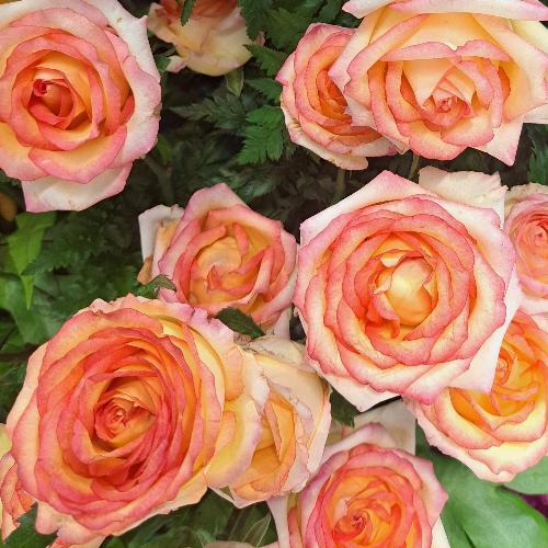 สมาชิกหมายเลข 4341440