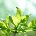 สมาชิกหมายเลข 3777684