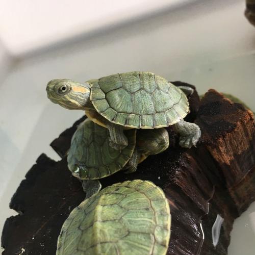 สมาชิกหมายเลข 4630572