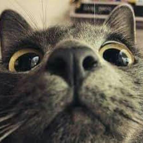 สมาชิกหมายเลข 4630817