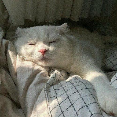 สมาชิกหมายเลข 4488497