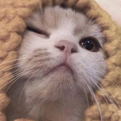 สมาชิกหมายเลข 5881595