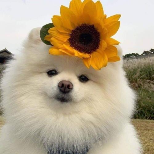 สมาชิกหมายเลข 6482042