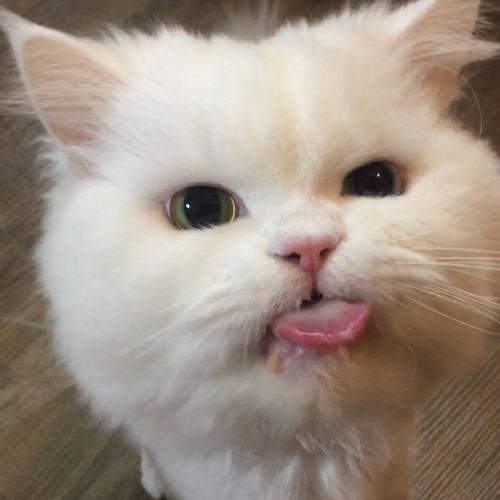 สมาชิกหมายเลข 6106892