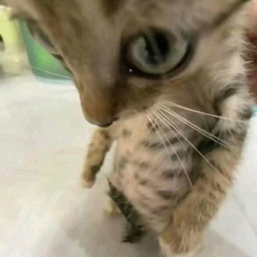 สมาชิกหมายเลข 6252847