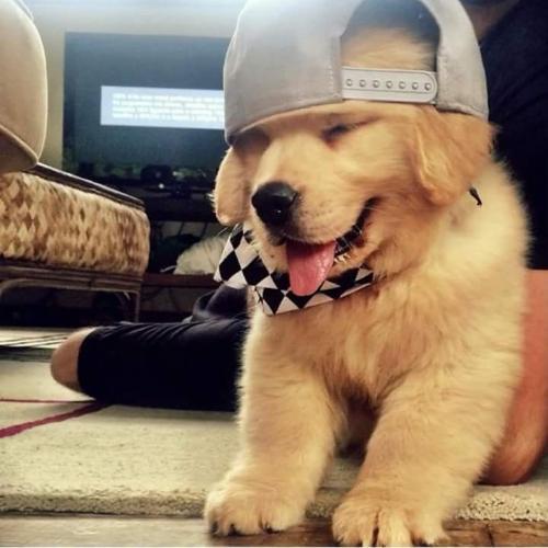 สมาชิกหมายเลข 8061083