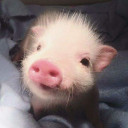 สมาชิกหมายเลข 4631053