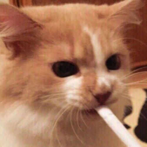 สมาชิกหมายเลข 6437183