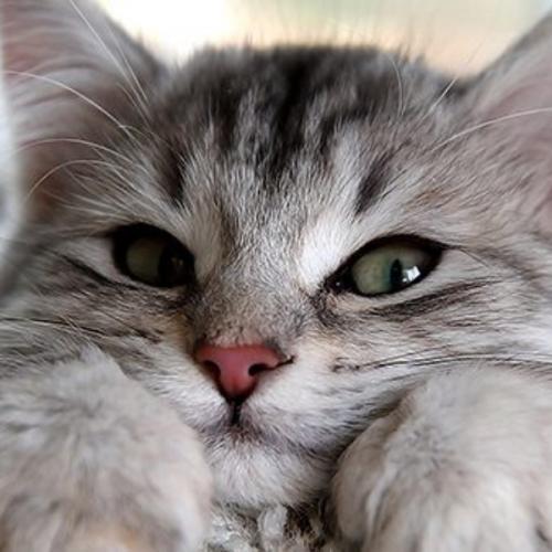 สมาชิกหมายเลข 7785025