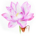 อลันด้า