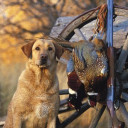 สมาชิกหมายเลข 2275469