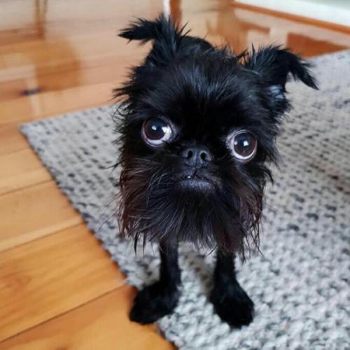 คิงคองค่า