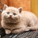 สมาชิกหมายเลข 4990212