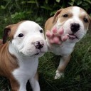 สมาชิกหมายเลข 2751972