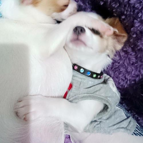 สมาชิกหมายเลข 809139