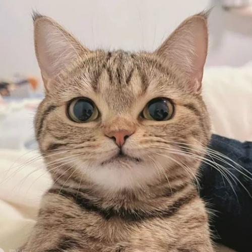 สมาชิกหมายเลข 5165624