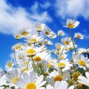 สมาชิกหมายเลข 3779975