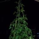 สมาชิกหมายเลข 3694451