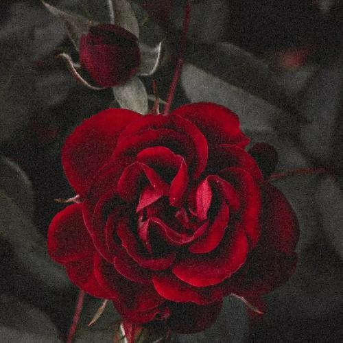 สมาชิกหมายเลข 5883830