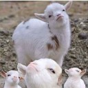 สมาชิกหมายเลข 3083362