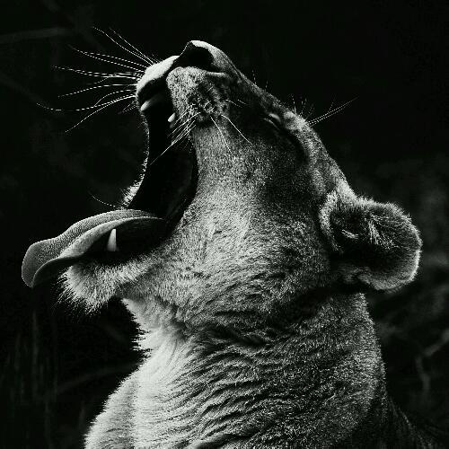 สมาชิกหมายเลข 4991385