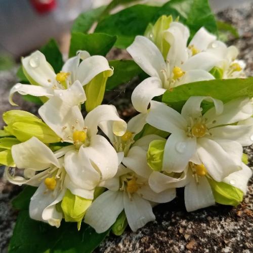 สมาชิกหมายเลข 2552739