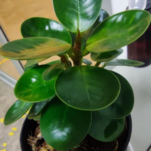 สมาชิกหมายเลข 4526374