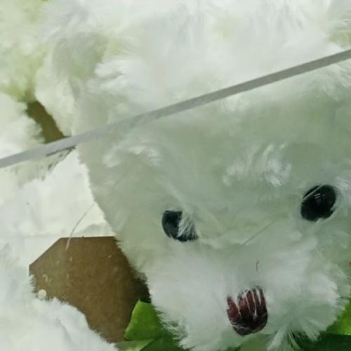 สมาชิกหมายเลข 6645262