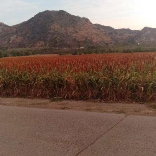 สมาชิกหมายเลข 7192127