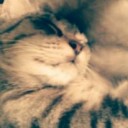 สมาชิกหมายเลข 3855120