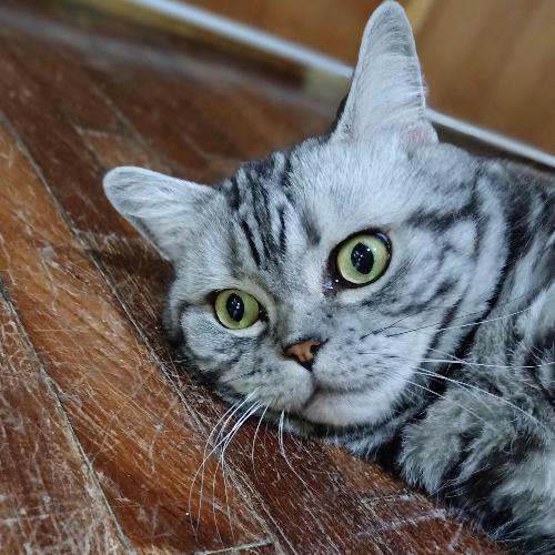 สมาชิกหมายเลข 2202483