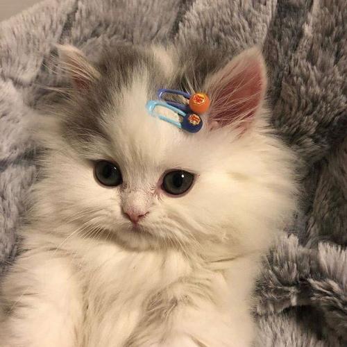 สมาชิกหมายเลข 4127893