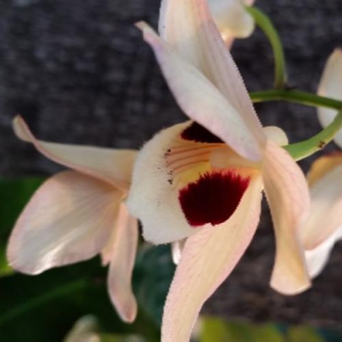 สมาชิกหมายเลข 6486012