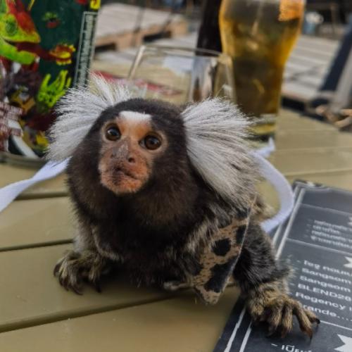 meeแพนด้า