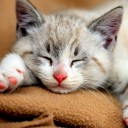 สมาชิกหมายเลข 3001032