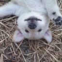 สมาชิกหมายเลข 4244388