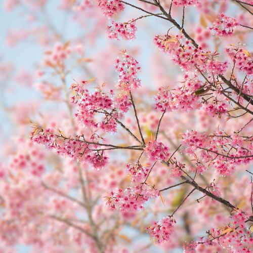 สมาชิกหมายเลข 3651162